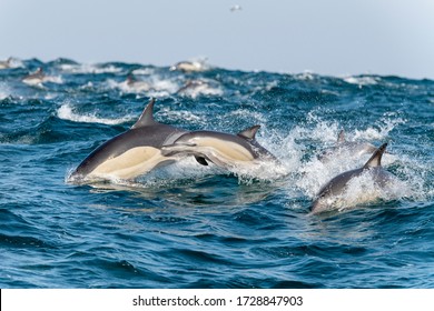 Common Dolphin Breaching During The Sardine Run, South Africa.