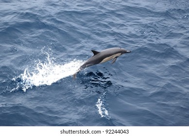 Common Dolphin: Delphinus Delphis