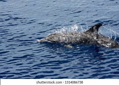 Common Dolphin Making A Splash