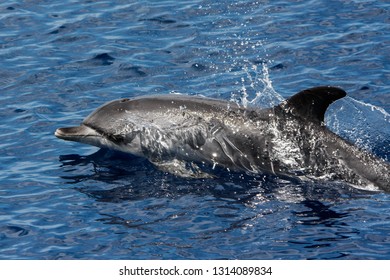 Common Dolphin On The Surface