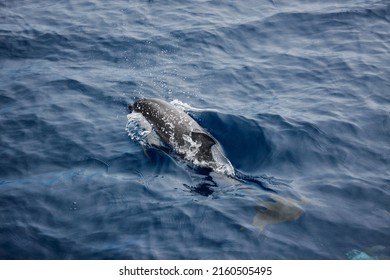 Common Dolphin On The Surface Of The Atlantic Ocean