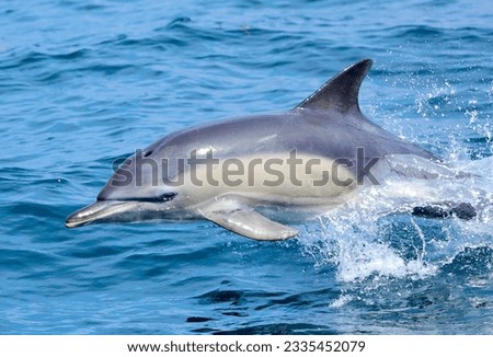 A Common Dolphin, photographed near Coll, Scotland. July 2023. 