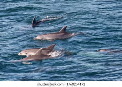 Common Dolphin Pod Of Coast NSW Australia