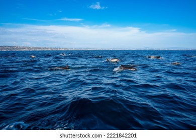 Common Dolphin Pod Leaping In Bright Blue Ocean With Coast Of San Diego In The Background. Whale Watching Tours In California USA. Wildlife Preservation And Marine Biodiversity