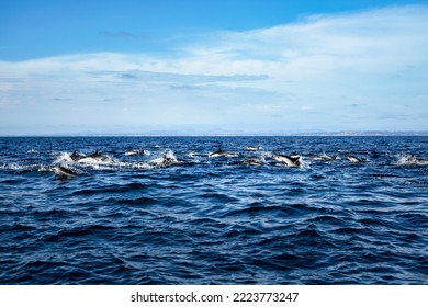 Common Dolphin Pod Leaping In Bright Blue Ocean With Coast Of San Diego In The Background. Whale Watching Tours In California USA. Wildlife Preservation And Marine Biodiversity