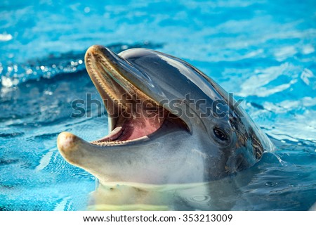 Common dolphin portrait while looking at you with open mouth