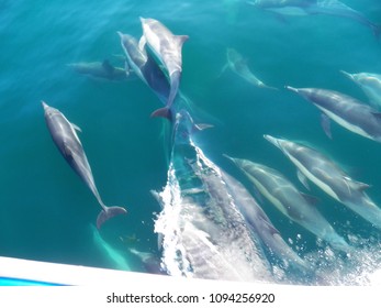 Common Dolphin Riding The Bow Of The Boat During A Whale Watching Trip Out Of Newport Beach California