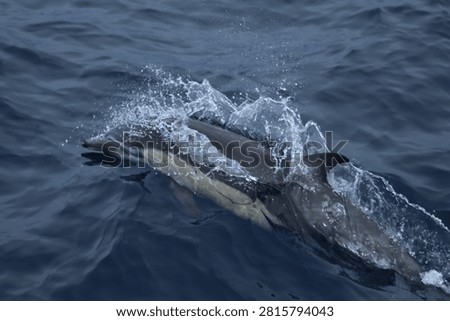 Common Dolphin surfing the waves