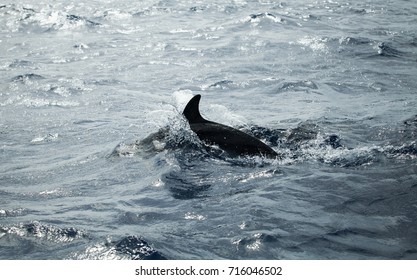 Common Dolphins Back, Atlantic Ocean Near Madeira Island, Portugal