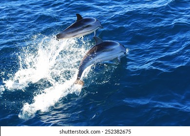 Common Dolphins Jumping