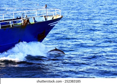 Common Dolphins Jumping Close To The Bow Of A Fishing Boat