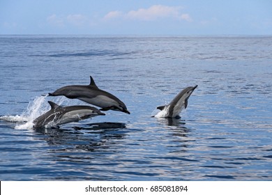 Common dolphins jumping, Costa Rica, Central America - Powered by Shutterstock