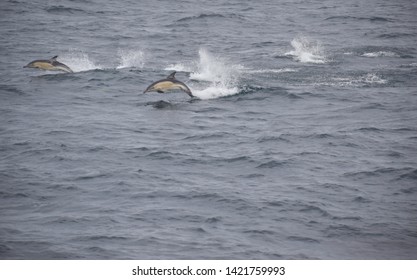 Common Dolphins Leaping Out Of The Water Near The Isles Of Scilly, UK