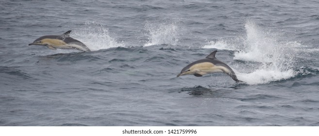 Common Dolphins Leaping Out Of The Water Near The Isles Of Scilly, UK