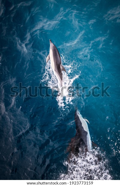 Common\
dolphins playing and jumping in the Atlantic\
Ocean