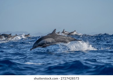 Common dolphins are playing in the waves. A large group of dolphins are searching for food. The dolphins are leaping out of the water.