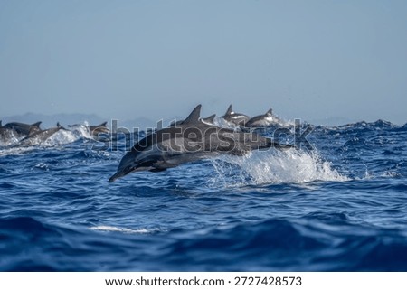 Common dolphins are playing in the waves. A large group of dolphins are searching for food. The dolphins are leaping out of the water.