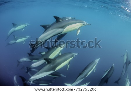 Common dolphins working together as a team to round up sardines into a bait ball so they can feed on them. Image was taken during the annual sardine run, Wild Coast, South Africa.