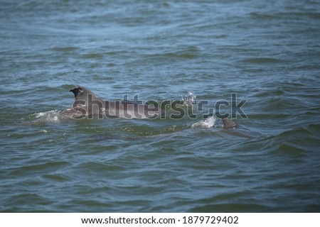 Common Dophin (delphinus delphis) playing in the ocean