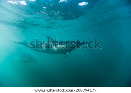 Common dophins swimming just beneath the surface