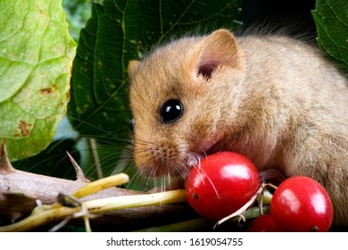 355 Common dormouse Images, Stock Photos & Vectors | Shutterstock