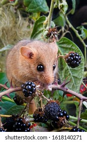 Common Dormouse, Muscardinus Avellanarius, Normandy 