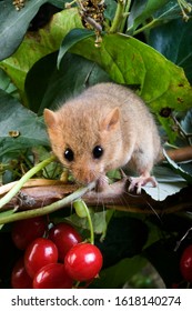 Common Dormouse, Muscardinus Avellanarius, Normandy 