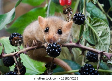 Common Dormouse, Muscardinus Avellanarius, Normandy 