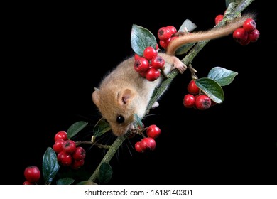 Common Dormouse, Muscardinus Avellanarius, Normandy  