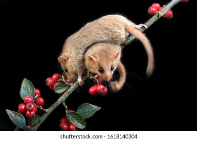 Common Dormouse, Muscardinus Avellanarius, Normandy  