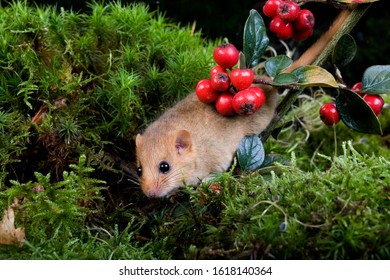 Common Dormouse, Muscardinus Avellanarius, Normandy  