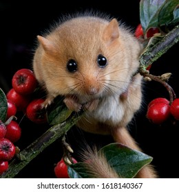 Common Dormouse, Muscardinus Avellanarius, Normandy  