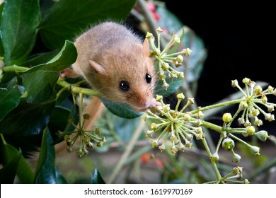 Common Dormouse, Muscardinus Avellanarius, Normandy  