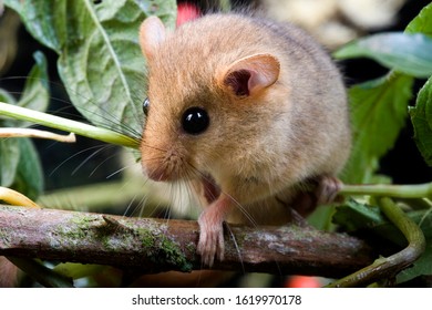 Common Dormouse, Muscardinus Avellanarius, Normandy  