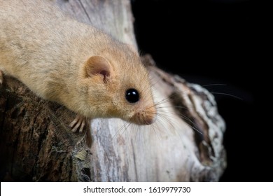 Common Dormouse, Muscardinus Avellanarius, Normandy  