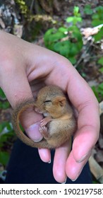 Common Dormouse Sleeping In Researcher Hand. Small  Cute Rodents In Forest.