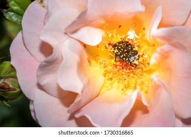 Common Dotted Fruit Chafer Eating Pollen On A Yellow And Pink Rose Flower 
