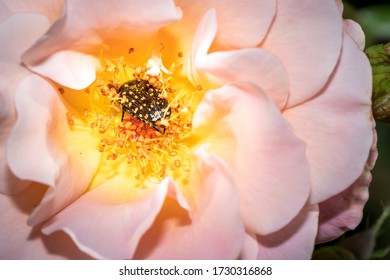 Common Dotted Fruit Chafer Eating Pollen On A Yellow And Pink Rose Flower 
