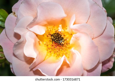 Common Dotted Fruit Chafer Eating Pollen On A Yellow And Pink Rose Flower 
