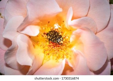 Common Dotted Fruit Chafer Eating Pollen On A Yellow And Pink Rose Flower 
