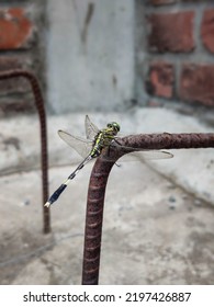 Common Dragonfly Portrait Photography Background 