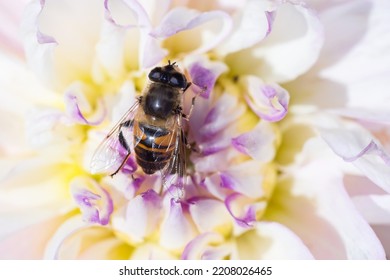 The common drone fly (Eristalis tenax) on flower - Shutterstock ID 2208026465