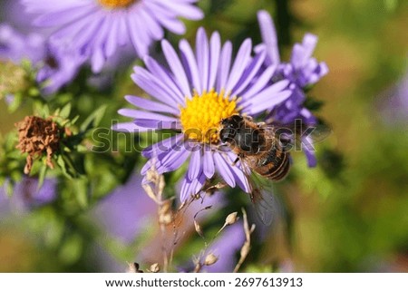 Common drone fly on aromatic aster.