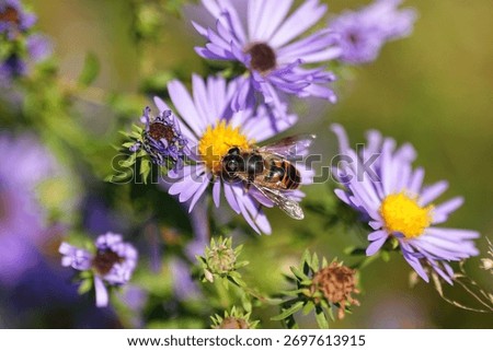 Common drone fly on aromatic aster.