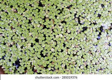 Common Duckweed