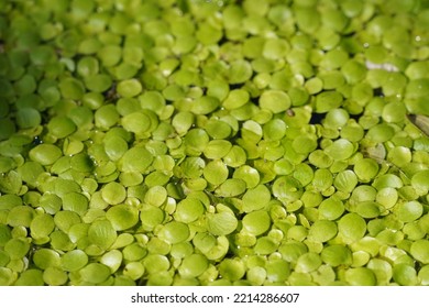 Common Duckweed Also Known As Water Lentil