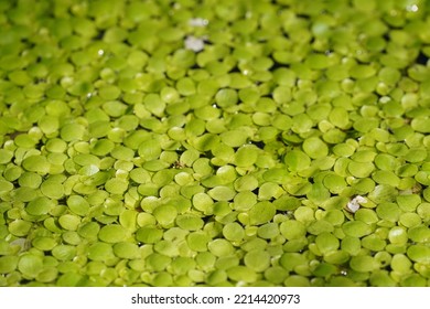 Common Duckweed Also Known As Water Lentil