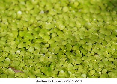 Common Duckweed Also Known As Water Lentil