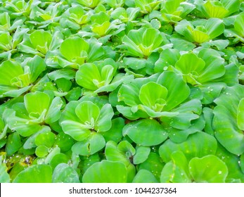 Common Duckweed Lemna Minor Waterplant. 