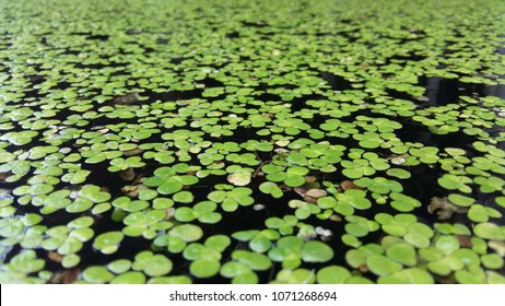 Common Duckweed, Duckweed, Lesser Duckweed